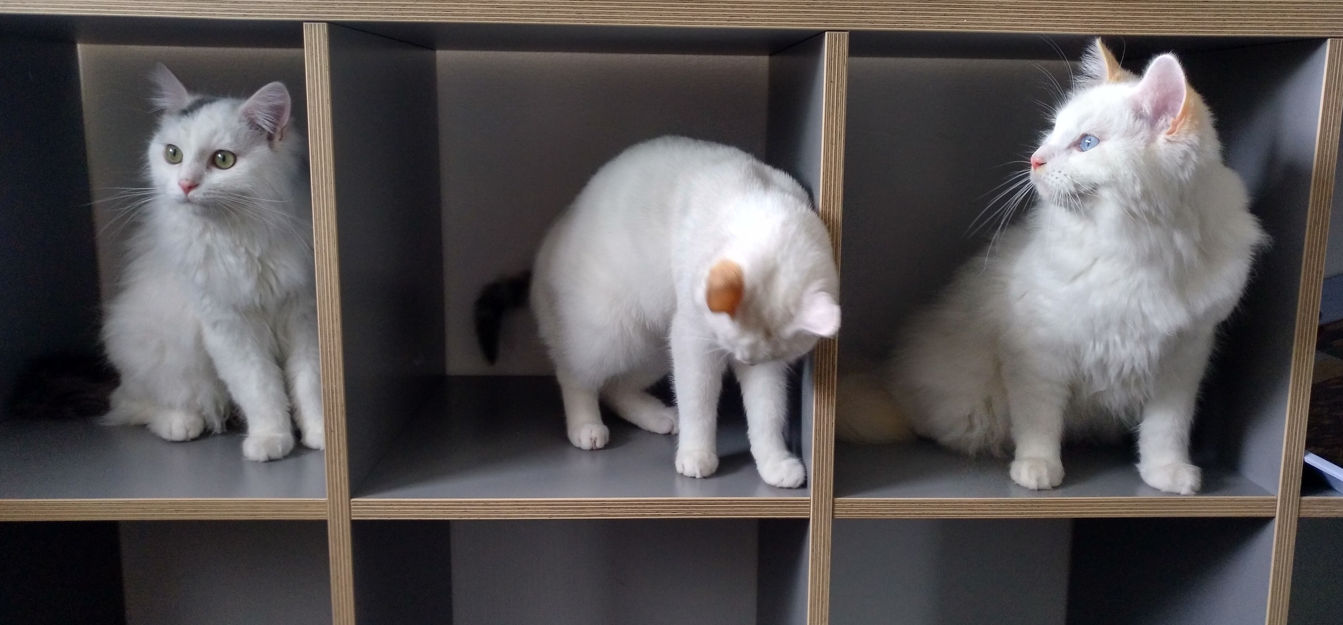 Drei weisse Katzen im Regal