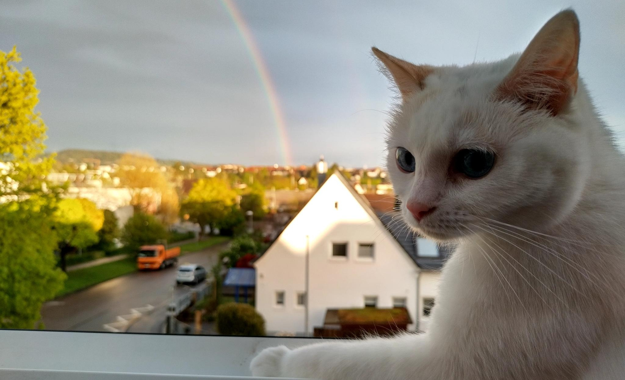 Weiße Katze mit Regenbogen