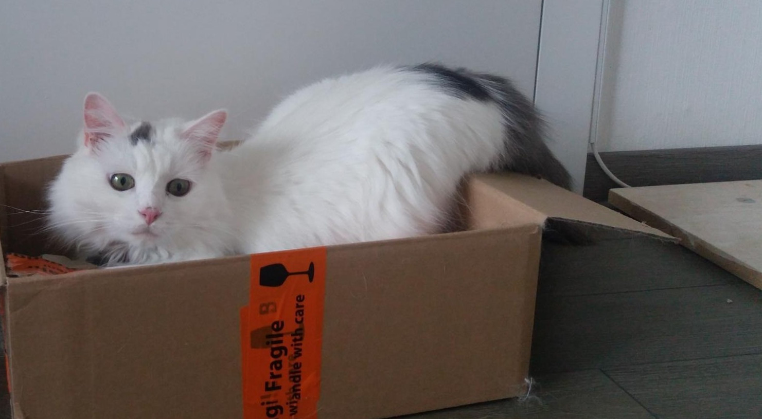 Weiße Katze im Karton/in einer Box